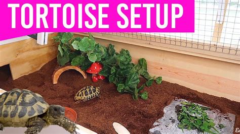 How To Build The Outdoor Tortoise Enclosure (Guide for you)