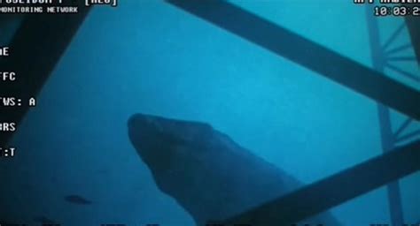 Lake Ladoga Eel Real Footage Unveils Mysterious Aquatic Life