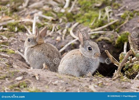 Wild European rabbits stock photo. Image of closeups - 32839642