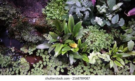 This Type Cryptocoryne Plant Very Suitable Stock Photo 2168789087 | Shutterstock