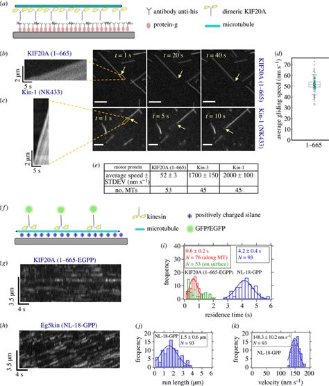 Surface gliding and single molecule motility of KIF20A 1–665. (a)... | Download Scientific Diagram