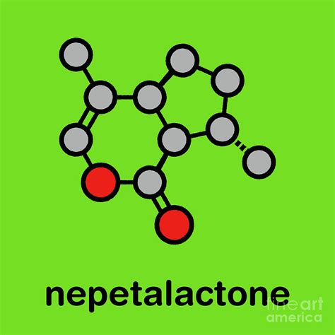 Nepetalactone Catnip Cat Attractant Molecule Photograph by Molekuul/science Photo Library | Pixels