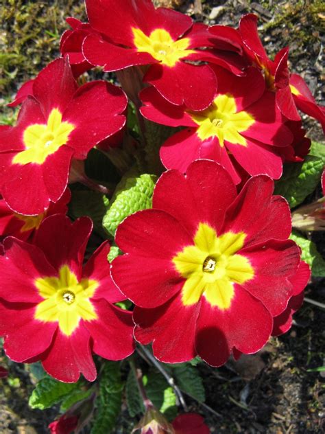 Primulas and Primroses: Beautiful Spring Flowers