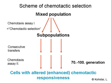 Chemotaxis - wikidoc