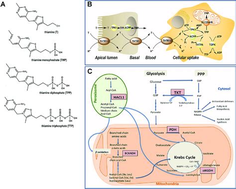 | Thiamine metabolism. (A) Chemical structure of thiamine and... | Download Scientific Diagram