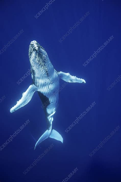 Humpback Whale calf - Stock Image - C040/6541 - Science Photo Library