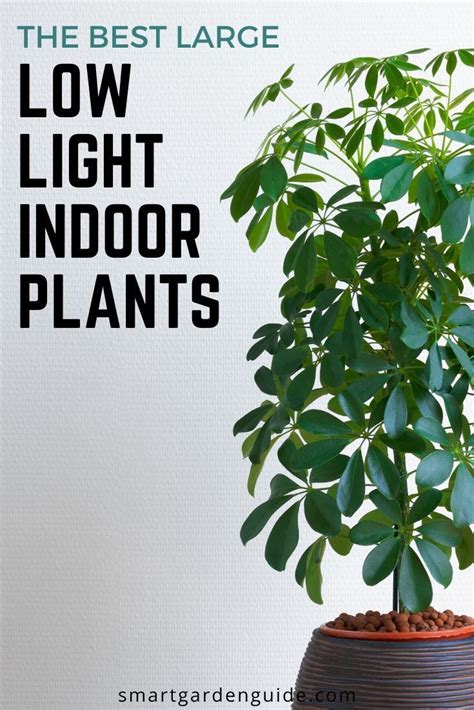 18 Large Low Light Indoor Plants To Bring Your Home To Life | Indoor plants low light ...