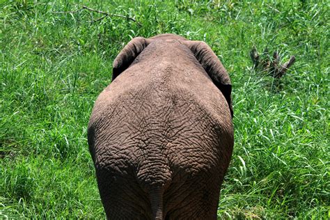 African Elephant Back Free Stock Photo - Public Domain Pictures