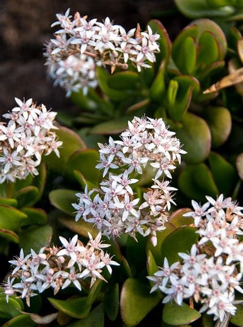 Do Jade Plants Bloom? If Yours Isn't, Find 4 Easy Tricks To Get It Blooming! - Breathing Garden