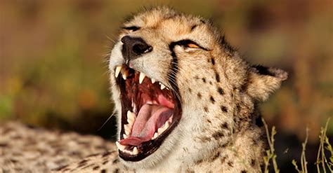 Cheetah Teeth: Everything You Need To Know - A-Z Animals