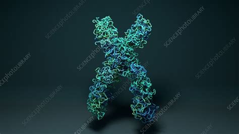 Chromosome, animation - Stock Video Clip - K009/5507 - Science Photo Library