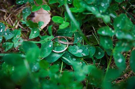 Beautiful Gold Wedding Rings Lie in Grass Stock Image - Image of jewel, depht: 240368355