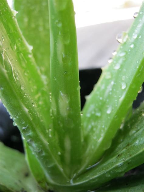 ALOE VERA for ITCHY AND SORE THROAT, TOOTHPASTE, ASTHMA, ARTHRITIS - Enchanting Rivulet