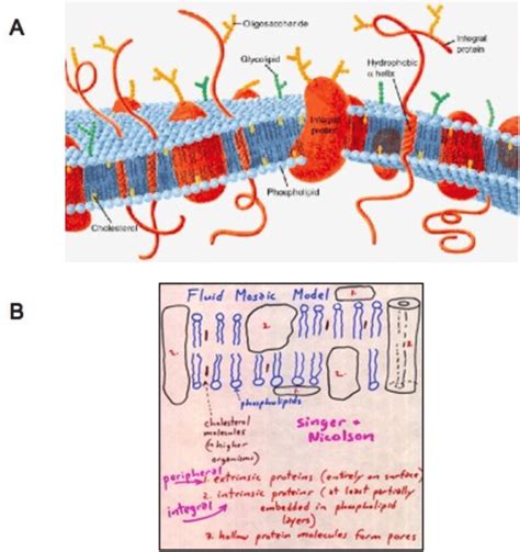 Fluid mosaic model A. Fluid mosaic model of cell membrane. B. Original ...