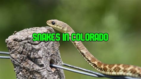 28 Snakes In Colorado (with Pictures and Identification)