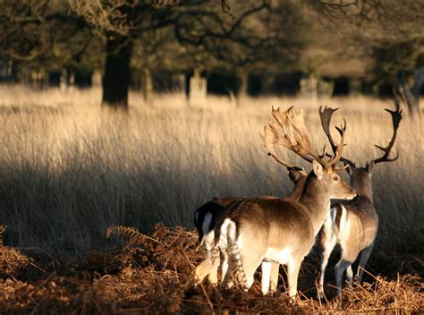 Richmond Park Deer, Size of park, Largest Royal Park in London