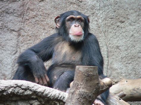 FACTS ON CHIMPANZEES | Chimpanzé, Animaux beaux, Animales