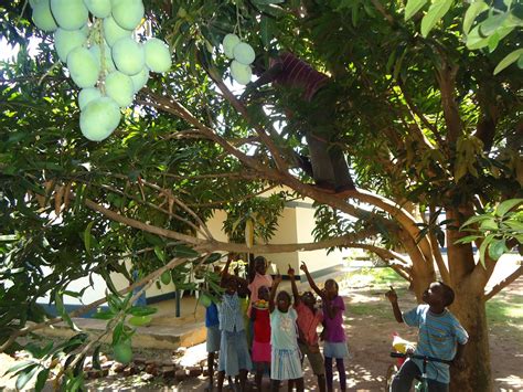 Amecet life in Soroti: Mango season has started!!!!!