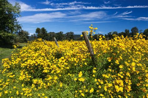 Virginia Fall Yellow Wildflowers Stock Photo - Image: 44337684