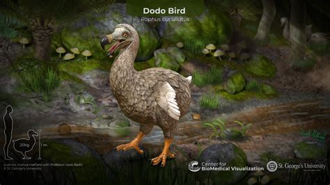 The Dodo Bird - 3D model by The Center for BioMedical Visualization at SGU (@SGUMedArt) [1cc8785 ...