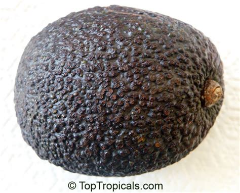 Avocado varieties (Persea americana) - TopTropicals.com