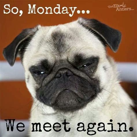 Funny good morning memes, Pugs funny, Pug memes