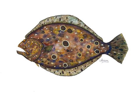 Summer Flounder by Alexandra Nicole Newton | Watercolor fish, Fish art, Fish wall art