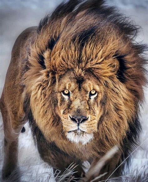 "The Righteous are bold as lions" Prov 28:1 Photo cred: Paul Keates Learn To Fight Alone, Dime ...