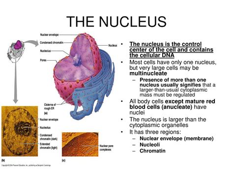 Nucleus Function