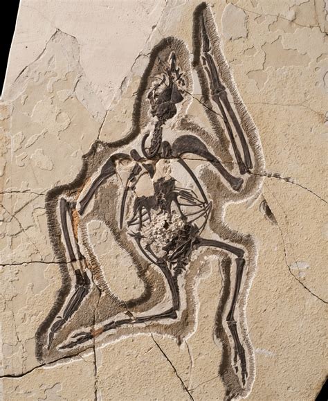 From China, A Flock Of Fossils - Science Friday