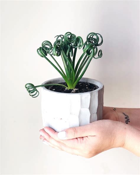 6 Rare Houseplants You Didn't Even Know You Wanted