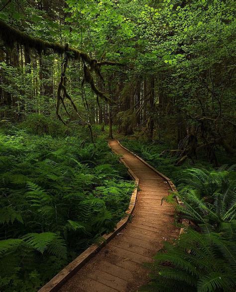 Bosque aislado, tranquilo, tranquilo, bosque, sendero, naturaleza ...