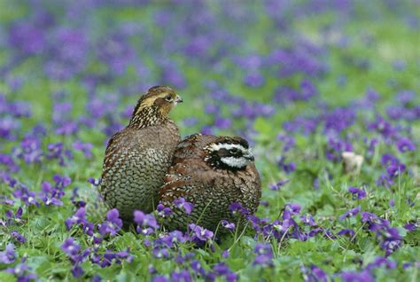 Fotos gratis : naturaleza, césped, pájaro, prado, pradera, fauna ...