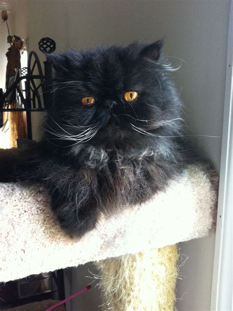 Black Persian Cat- this cat looks just like Bijou LeFleur~Mary # ...