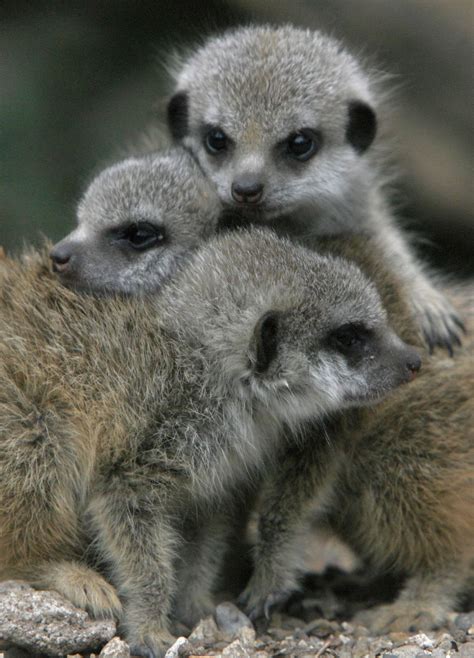 19 Amazingly Cute Pictures Of Animals Hugging | HuffPost UK News