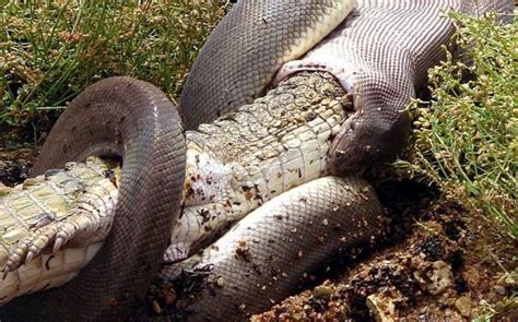 A Snake vs. A Crocodile with an Interesting Twist (19 pics + 2 videos) - Izismile.com