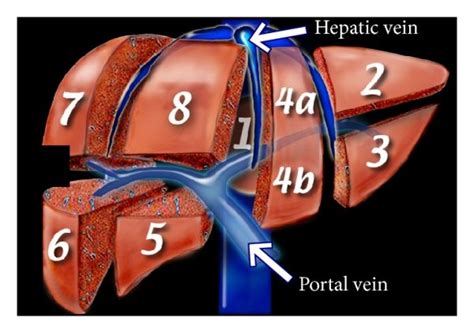 Liver Anatomy Segments