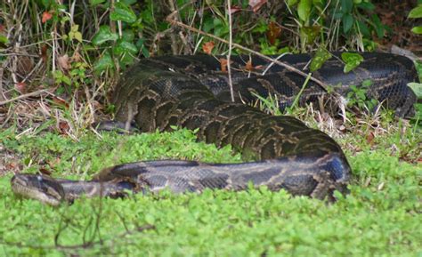 Everglades Volunteer Program: Assessing risks to humans from invasive Burmese pythons in ...