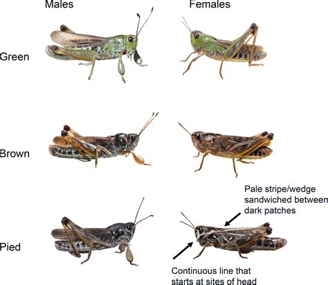 Spatial analyses of two color polymorphisms in an alpine grasshopper reveal a role of small ...