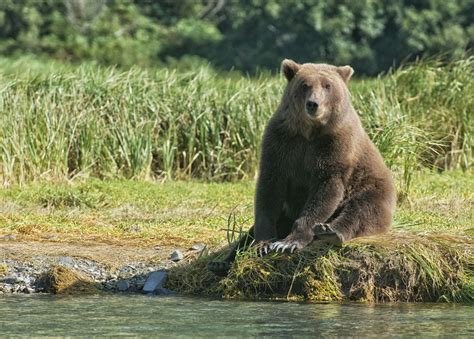 Temperate Deciduous Forest Animals - animalghi