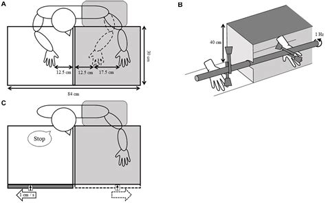 Frontiers | Did My Hand Move in a Mirror? Body Ownership Induced by the Mirror Hand Illusion