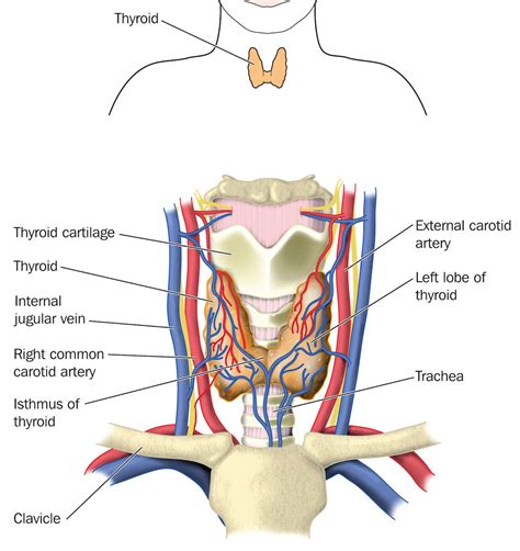 Throat Anatomy Glands