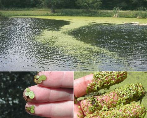 Duckweed In Ponds Duckweed Control The Pond Guy, 57% OFF