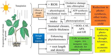 Plants | Free Full-Text | Drought Stress Impacts on Plants and ...