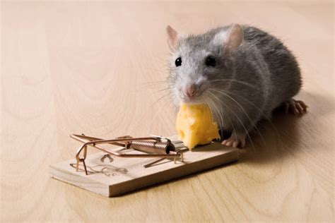 Rat Eating Cheese Stock Photos, Pictures & Royalty-Free Images - iStock