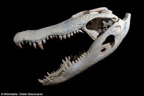 Crocodiles have a second joint in their jaws which helps them to bite ...