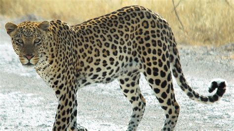 Leopard Safari in Jodhpur, Bishnoi Village Leopard Safari, Leopard ...