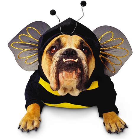 Bumblebee Dog Costume | Pet halloween costumes, Pet costumes, Dog halloween