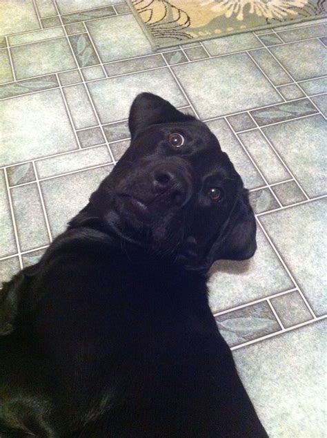 Funny dog face! Shocked! Black Lab | Labrador funny, Funny dog faces, Dog face