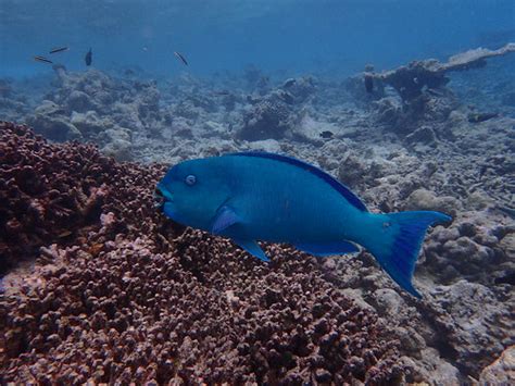 Snorkeling Kandolhu - Maldives 2016 | Poisson-perroquet bien… | Flickr